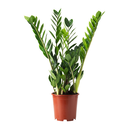 ZAMIOCULCAS, pottaplanta
