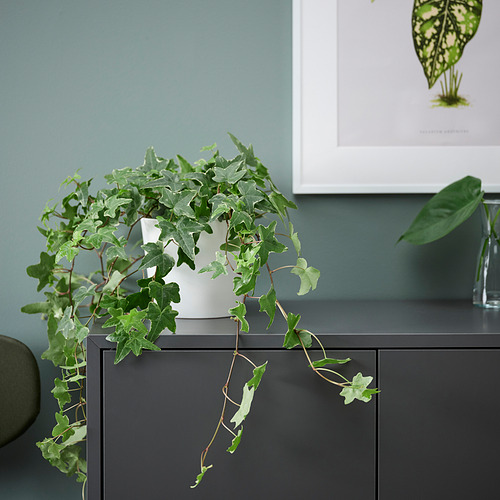 HEDERA HELIX, pottaplanta