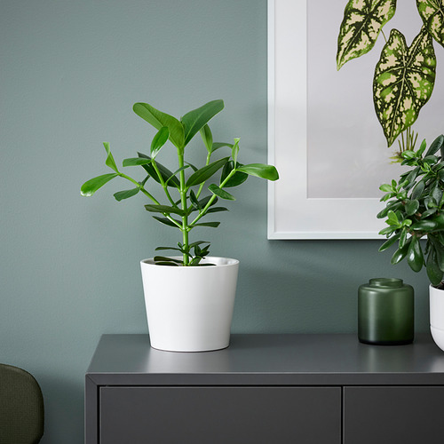 CLUSIA, potted plant