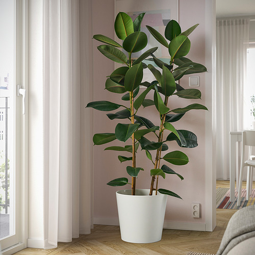 FICUS ELASTICA ROBUSTA, potted plant