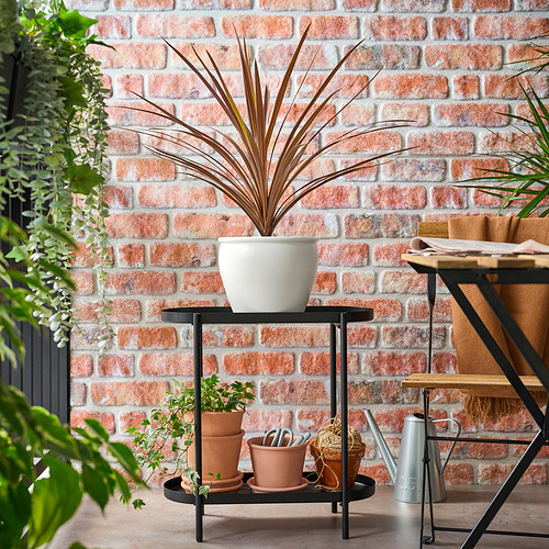 CORDYLINE INDIVISA, potted plant
