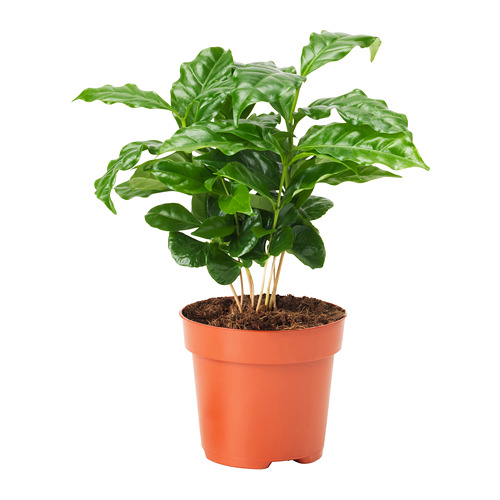 COFFEA ARABICA, potted plant