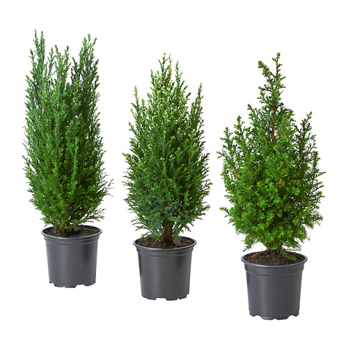 CHAMAECYPARIS, potted plant