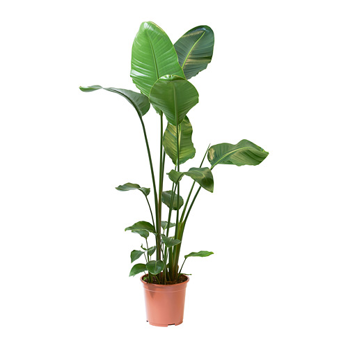 STRELITZIA, potted plant