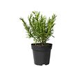 ROSMARINUS OFFICINALIS potted plant