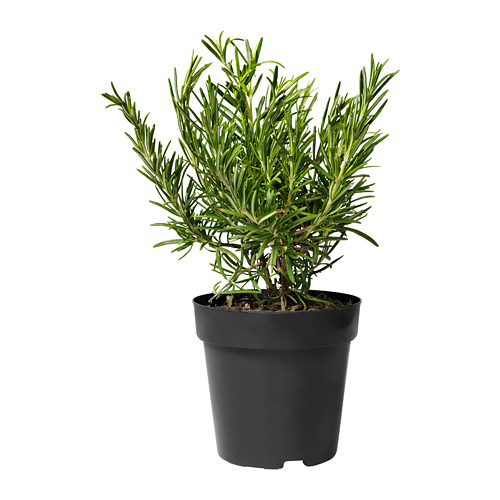 ROSMARINUS OFFICINALIS, potted plant