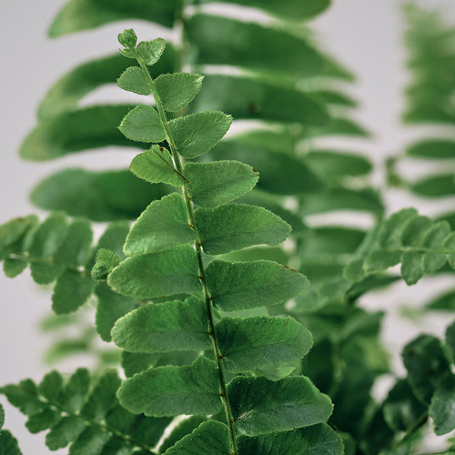 NEPHROLEPIS, potted plant