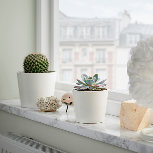 SUCCULENT, pottaplanta