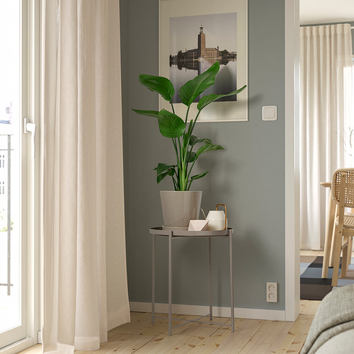 STRELITZIA, potted plant