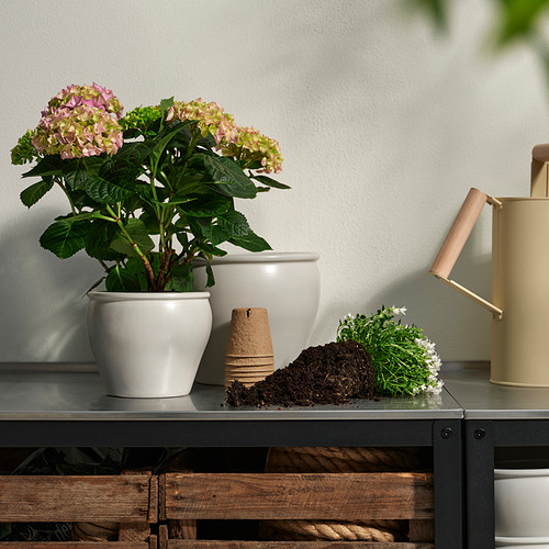 HYDRANGEA, potted plant