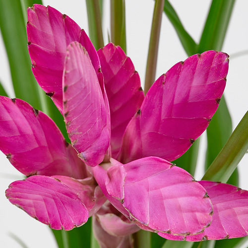TILLANDSIA, potted plant
