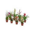TILLANDSIA