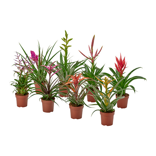 TILLANDSIA, potted plant