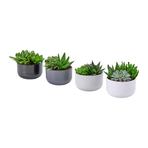 SUCCULENT, potted plant