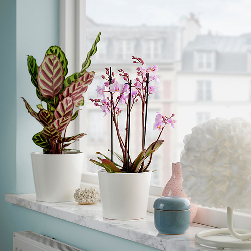 PHALAENOPSIS, potted plant