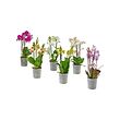 PHALAENOPSIS
