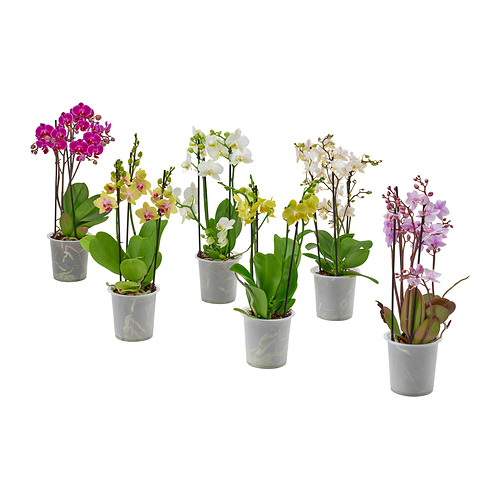 PHALAENOPSIS, potted plant