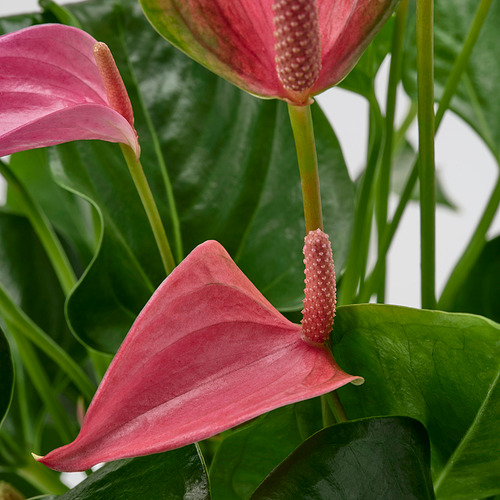 ANTHURIUM, potted plant