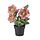FEJKA, artificial potted plant