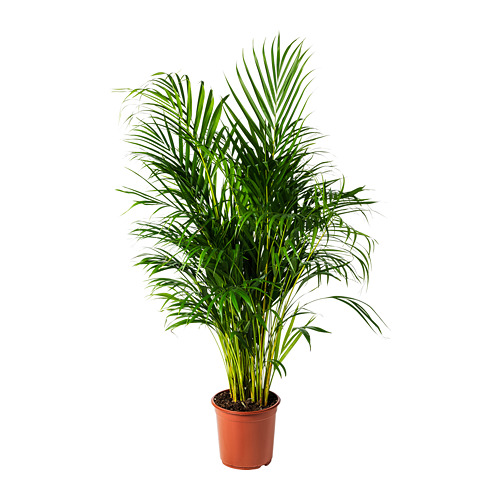 DYPSIS LUTESCENS pottaplanta