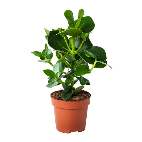 CLUSIA pottaplanta