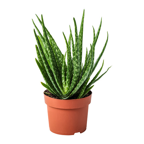 ALOE VERA, potted plant