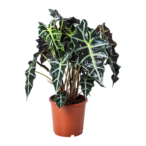 ALOCASIA AMAZONICA, potted plant