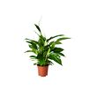 SPATHIPHYLLUM potted plant