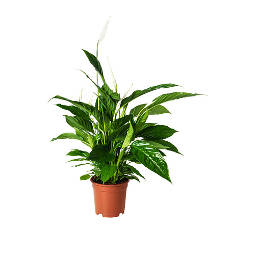 SPATHIPHYLLUM, potted plant
