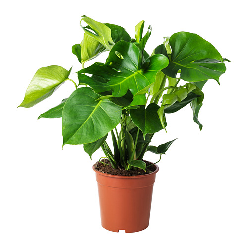 MONSTERA, potted plant