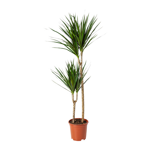 DRACAENA MARGINATA potted plant