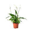 SPATHIPHYLLUM