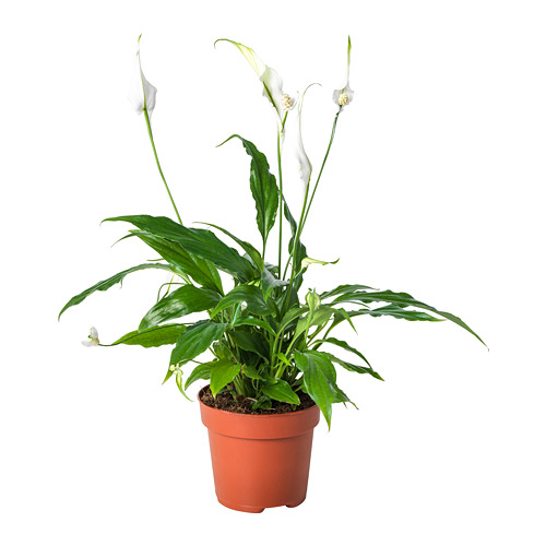SPATHIPHYLLUM, potted plant