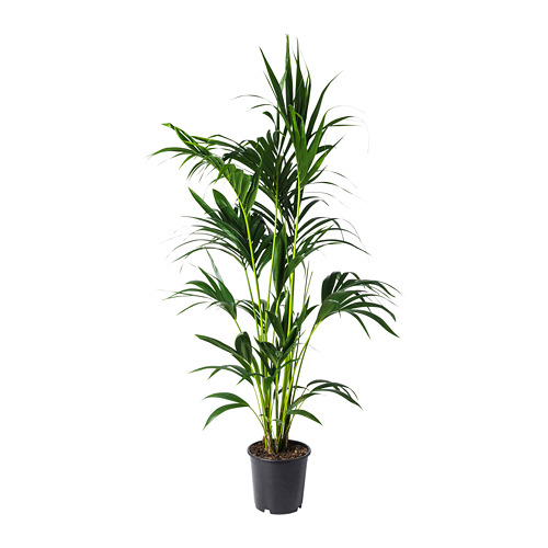 HOWEA FORSTERIANA pottaplanta