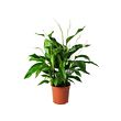 SPATHIPHYLLUM