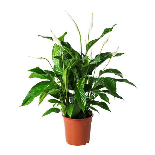 SPATHIPHYLLUM, pottaplanta