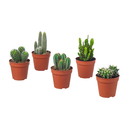 CACTACEAE pottaplanta