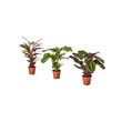 CALATHEA
