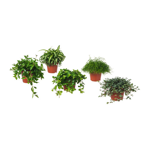 HIMALAYAMIX pottaplanta