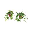 HEDERA HELIX pottaplanta