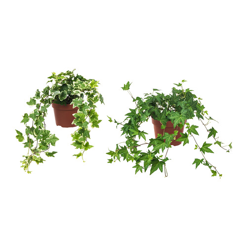 HEDERA HELIX pottaplanta