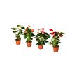 ANTHURIUM