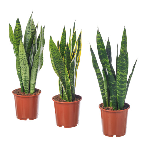 SANSEVIERIA TRIFASCIATA potted plant