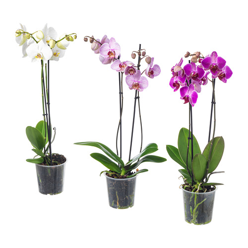 PHALAENOPSIS pottaplanta