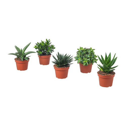 SUCCULENT pottaplanta