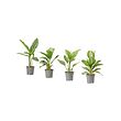 AGLAONEMA