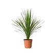 CORDYLINE INDIVISA