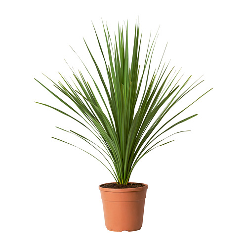 CORDYLINE INDIVISA, potted plant