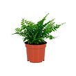 NEPHROLEPIS pottaplanta