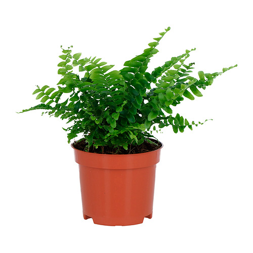 NEPHROLEPIS, pottaplanta